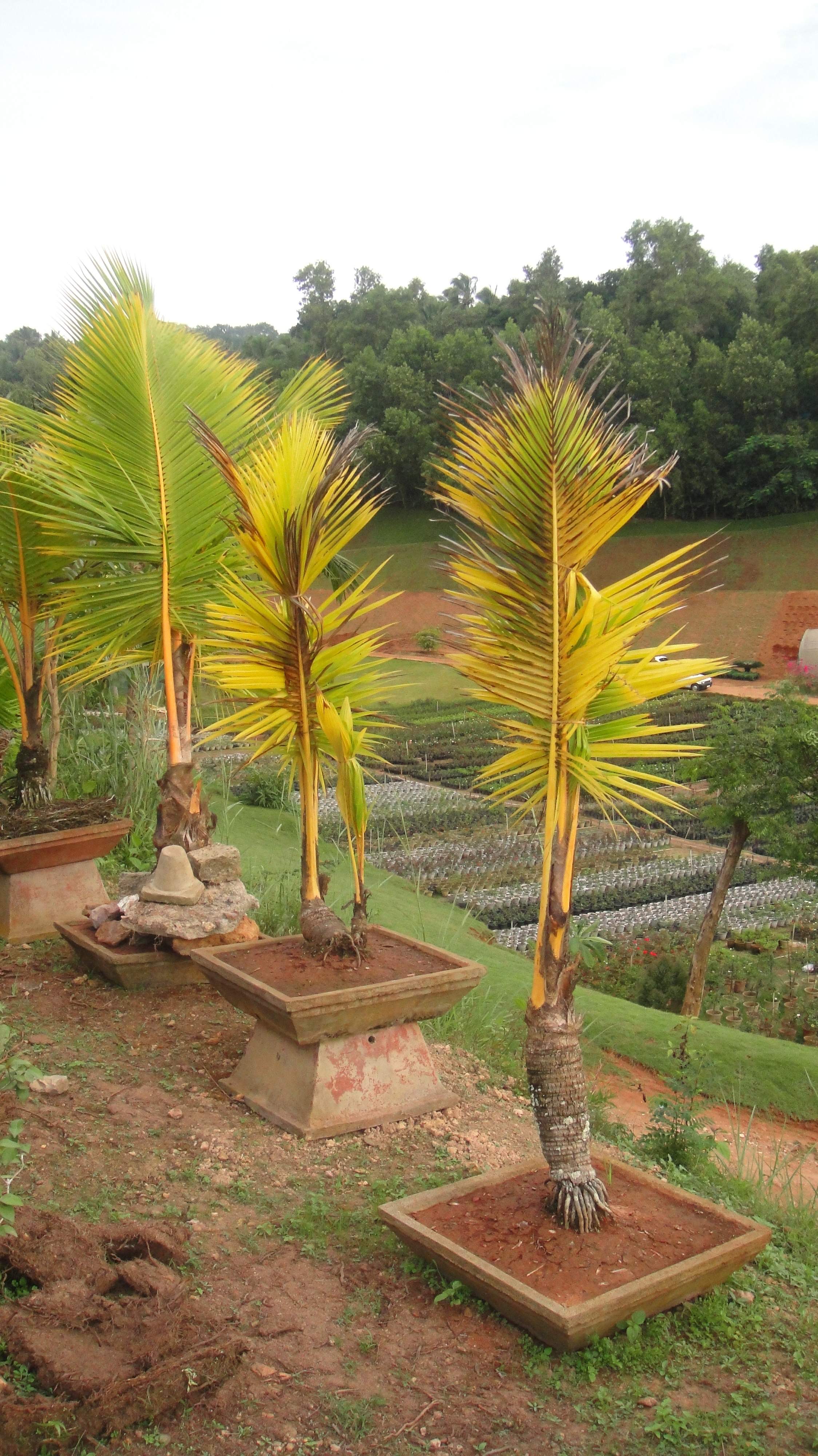 Bonsai palms in pots DISCUSSING PALM TREES WORLDWIDE PalmTalk